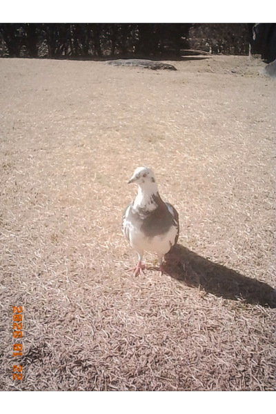 Kodak Charmeraで撮った白い鳩。