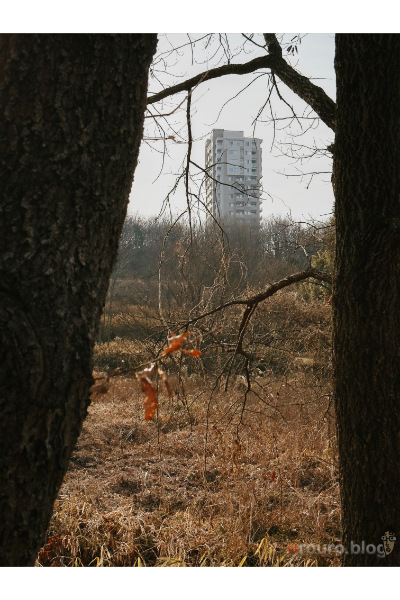 冬の枯れた木と木の間からマンションが見えている。iPhone15 Proで撮影。