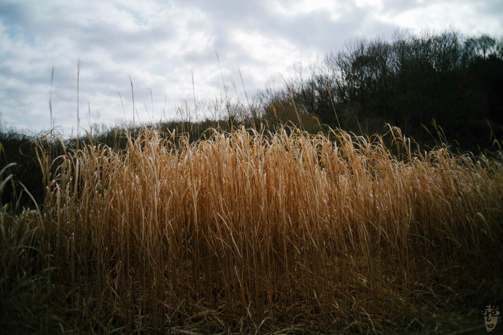 BRIGHTIN STAR 28mm F2.8 MOSU_nagisaで撮影。冬の寒さを耐えたススキが生えていた。