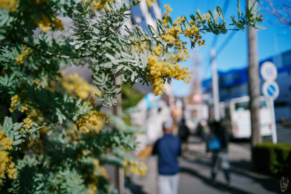 BRIGHTIN STAR 28mm F2.8の独特な描写を楽しもう。ミモザを開放F2.8で撮影。