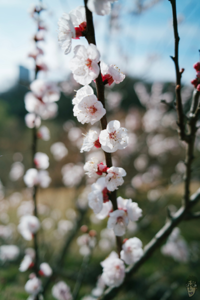 早咲きの桜をBRIGHTIN STAR 28mm F2.8 MOSU_nagisaで撮影。TECHARTのアダプターのおかげでかなり寄れる。