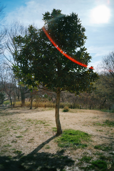 BRIGHTIN STAR 28mm F2.8を逆光に向けると赤いフレアが出る作例。