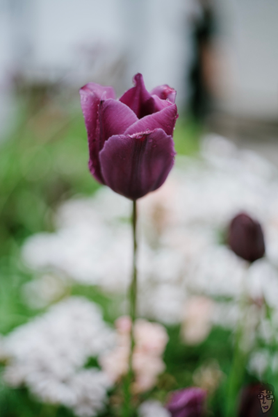 XR RIKENON 50mm F2で撮影したチューリップ。背景はボケすぎて何が写っているかもはや分からない。