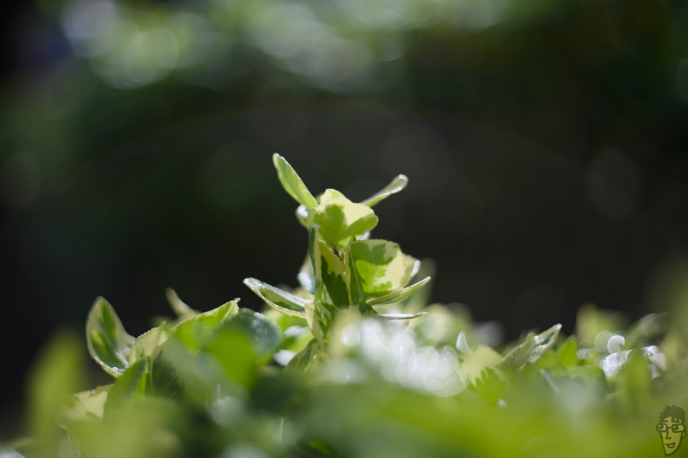 春の新緑をXR RIKENON 50mm F2で撮影。こちらも最短撮影距離付近。非常に良い。