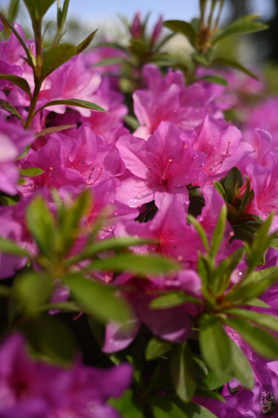 SG-image 35mm F2.2の最短撮影距離は35cm。寄れるとは言い難い。椿の花を撮影。