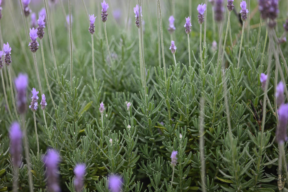 7Artisans 135mm F1.8 MAXは寄れるのが大きい。