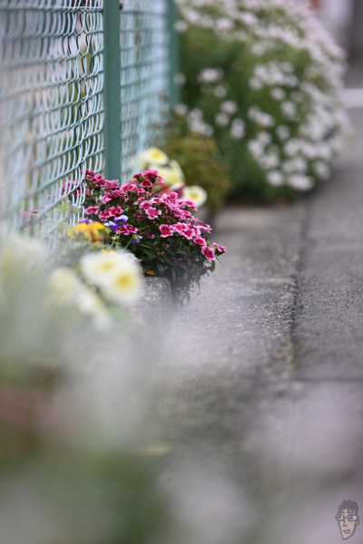 7Artisans 135mm F1.8 MAXは前ボケも後ろボケもうるさくなくて好感が持てる。