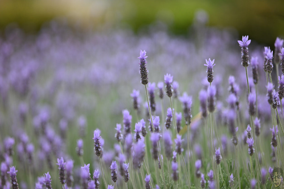 花壇の小さな花を撮り比べてみた。7Artisans 135mm F1.8 MAXの開放F1.8