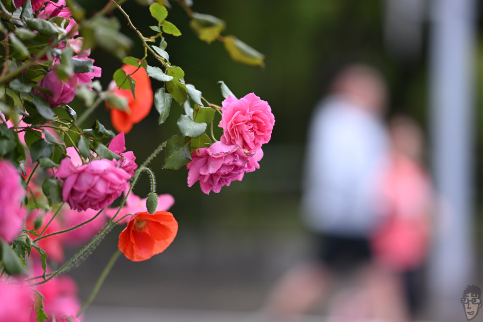 VILTROX AF 135mm F1.8 LAB で撮影した薔薇の花。赤が飽和ぜず、ピント面はシャープだ。素晴らしい。ただしレンズは重い。