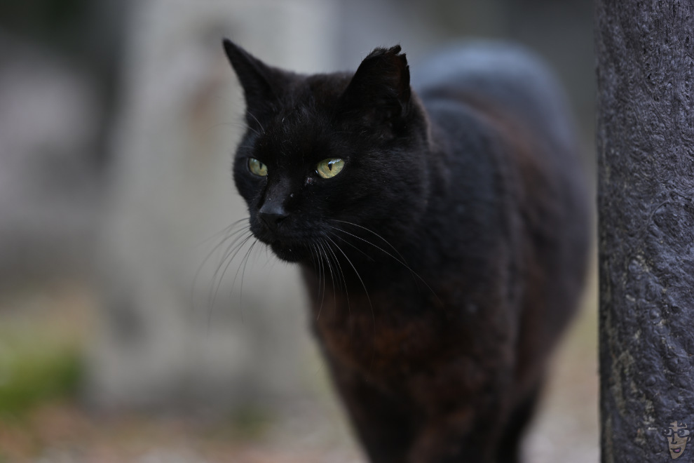 瞳AFを用いて野良猫を捕らえた一枚。圧倒的な圧縮効果もあってドラマチックな描写を出すVILTROX AF 135mm F1.8 LAB だ。