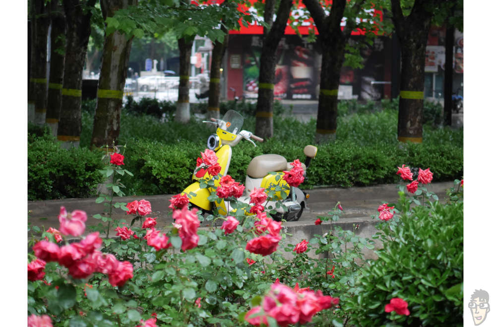 薔薇の縁に囲まれた黄色いバイクをLUMIX G 42.5mm F1.7で撮影。