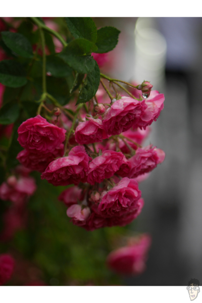 濡れたバラをLUMIX G 42.5mm F1.7で撮影。