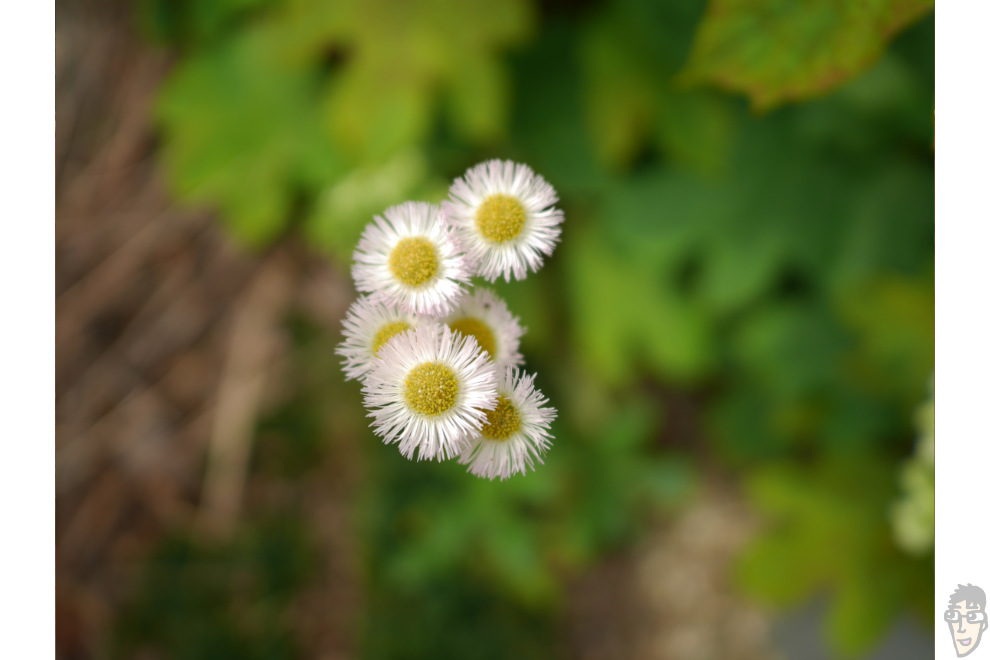 SUMMILUX 15mm F1.7は最大撮影倍率0.2倍と普通のスペックだが、花を撮っていると寄れるレンズだなぁと思わせる魅力がある。