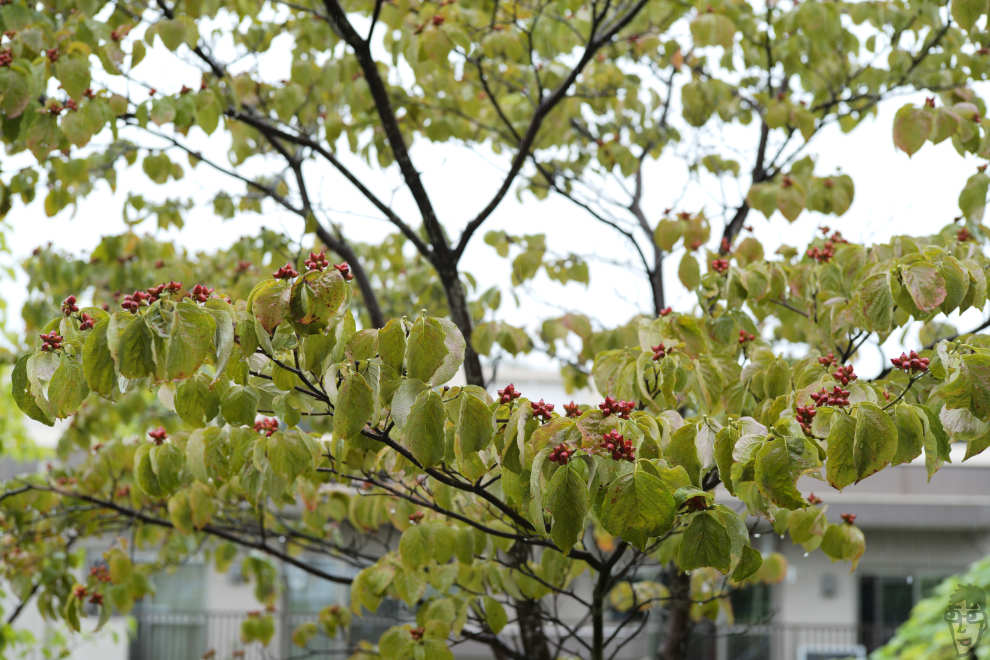 雨の日に窓から見える向かいの木を撮っただけ。日常なんてそんなもんだ。
